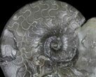 Unusual, Triassic Ammonite (Ceratites) Fossil - Germany #94064-2